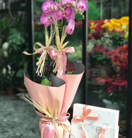 kutlama orkide karasu aksoy çiçekçilik