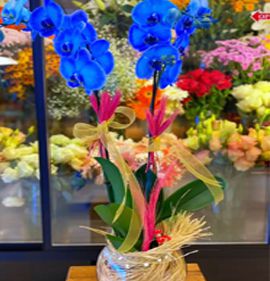 mavi orkide karasu aksoy çiçekçilik