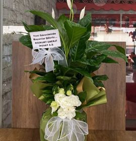 kutlama bitkisi karasu aksoy çiçekçilik