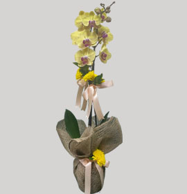 sarı mor orkide